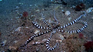 Octopus Swimming in the Sea