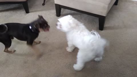 Ollie The Chug Dog Playing with his cousin Bella the Malshi maltese shih tzu dog