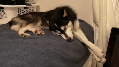 Husky sleeping funny