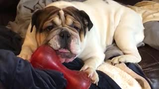 Whining Bulldog Begs Owner For Some More Playtime