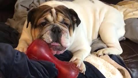 Whining Bulldog Begs Owner For Some More Playtime