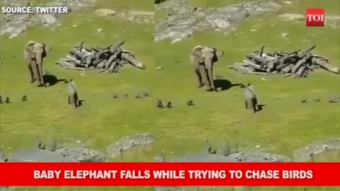 baby elephant playfully chases birds