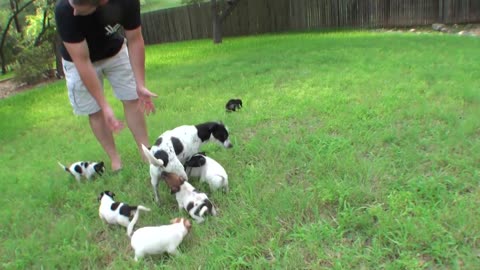 Pregnant Dog Rescued Before Euthanasia, 12 Puppies Were Saved!