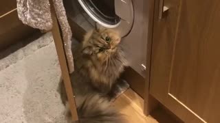 Fluffy cat scratches at washer