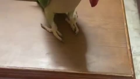 Parrot gets humorously angry after owner ruins his playtime