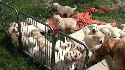 Mom Dog Loves Her Babies - Baby dogs are playing together - It looks likes a cute family