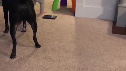 The dog makes some movements to make the child laugh and play with him