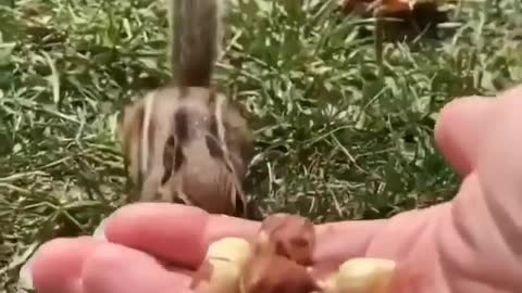 Charlie the chipmunk is hungry He want every nut