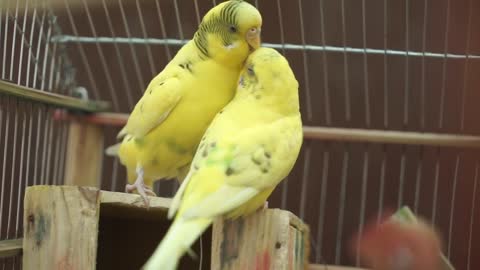 Parrot love1