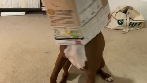 Doggo Proudly Shows Off That He Got His Head Stuck in a Box of Snacks