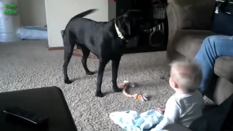 babies laugh with care taker dogs