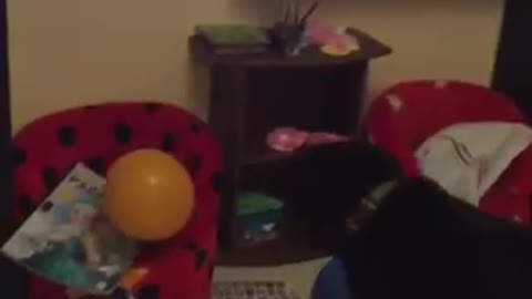 LMAO! My dog plays with a balloon.