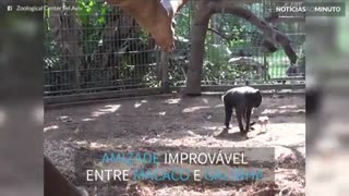 A amizade inuzitada entre um macaco e uma galinha