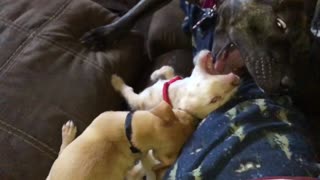 A chihuahua/terrier puppy destroying a pit bull