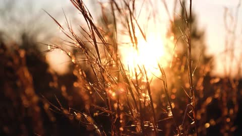 Wheat in the field under the rays of dawn