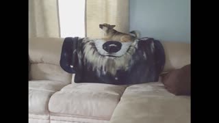 Jealous Dog Pushes Puppy Off Couch