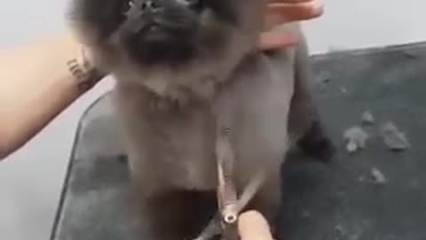 Dog dance while getting haircut