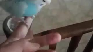 Baby Plays With African Love Bird In Crib