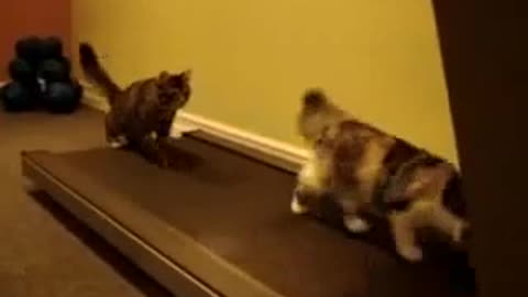 Funny Kitties Working Out On Treadmill