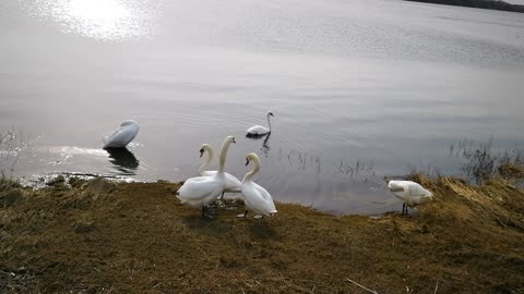 Love dance of two swans