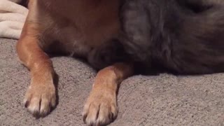 Cat playing with dog in couch