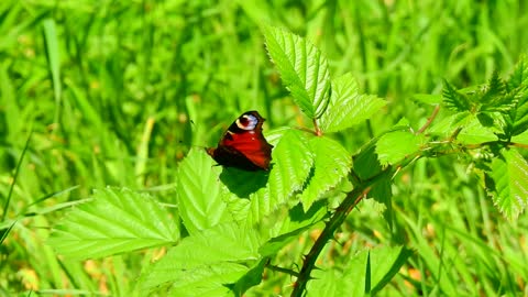 Beautiful red and black butterfly with rose - the world of butterflies - the world of animals