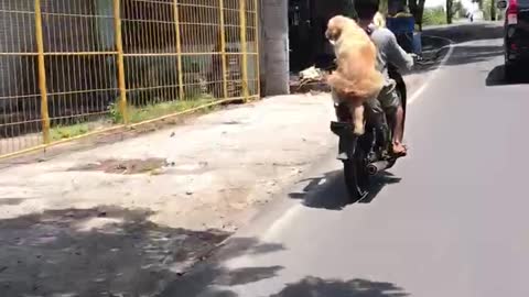 2 dogs and 1 human on motorbike