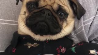 Just a pug in pajamas eating a snack in bed