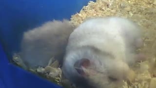 2 hamster sleeping, seem to be very sleepy, so cute! [Nature & Animals]