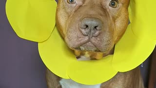 Pitbull Wears Pretty Flower Headdress