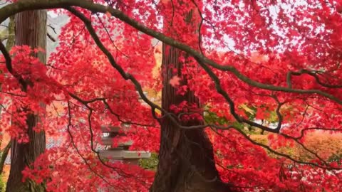 Leaves falling in Autumn..