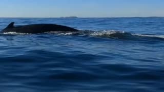 Giant whales surface next to kayak
