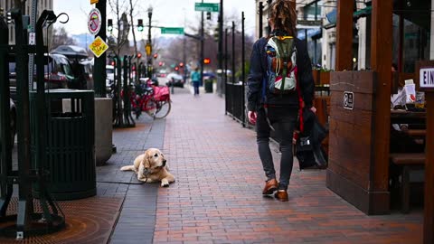 Dog Waiting Along The Siedwalk