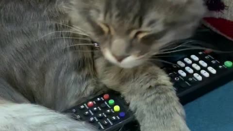 Cat adorably cuddles remote control during nap
