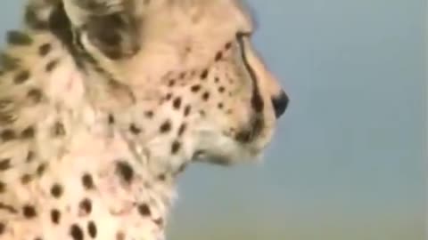 Cheetah Fastest Animal