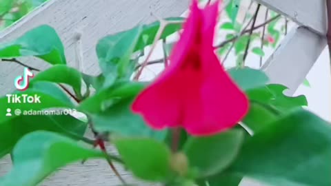 Slow motion video about garden