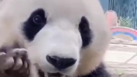 this panda as a person you look
