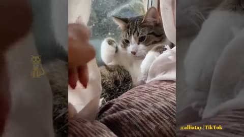 Funny cat 😹 makes you laugh on the floor