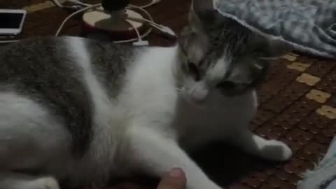 Fighting with a cat