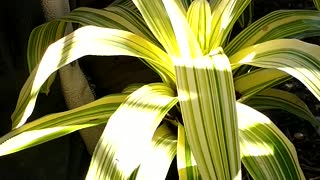 Advanced Bromeliads 16