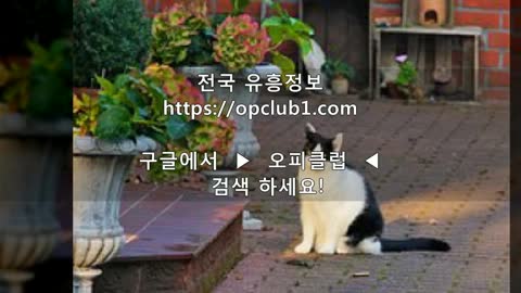 cat 천안오피 Øpclub1쩜CΦm 강남오피