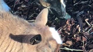 Munching Goats