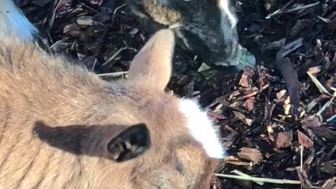 Munching Goats