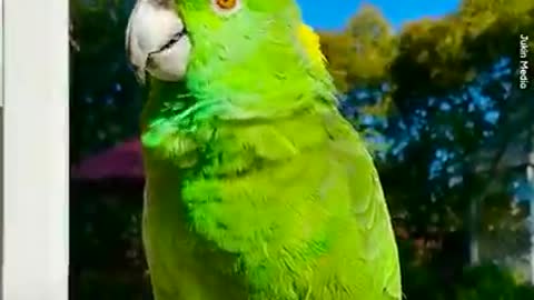 Parrots are so adorable ♥️