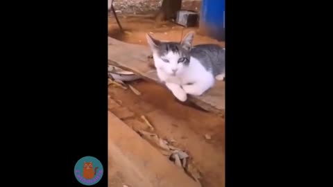 Cats and Dogs funny video try not to laugh