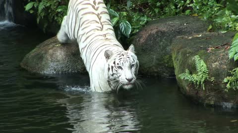 White Tiger Loves to Swim!