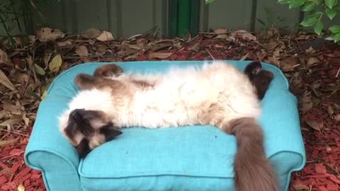 Cozy cat chills out on her own personal sofa