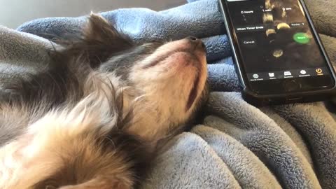 Sleeping dog gets woken up by alarm clock, can't believe it
