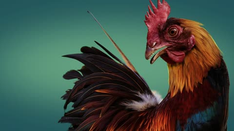 Rooster Crowing _ Sound Effects