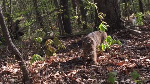 bobcat-attacks-turkey-hunter